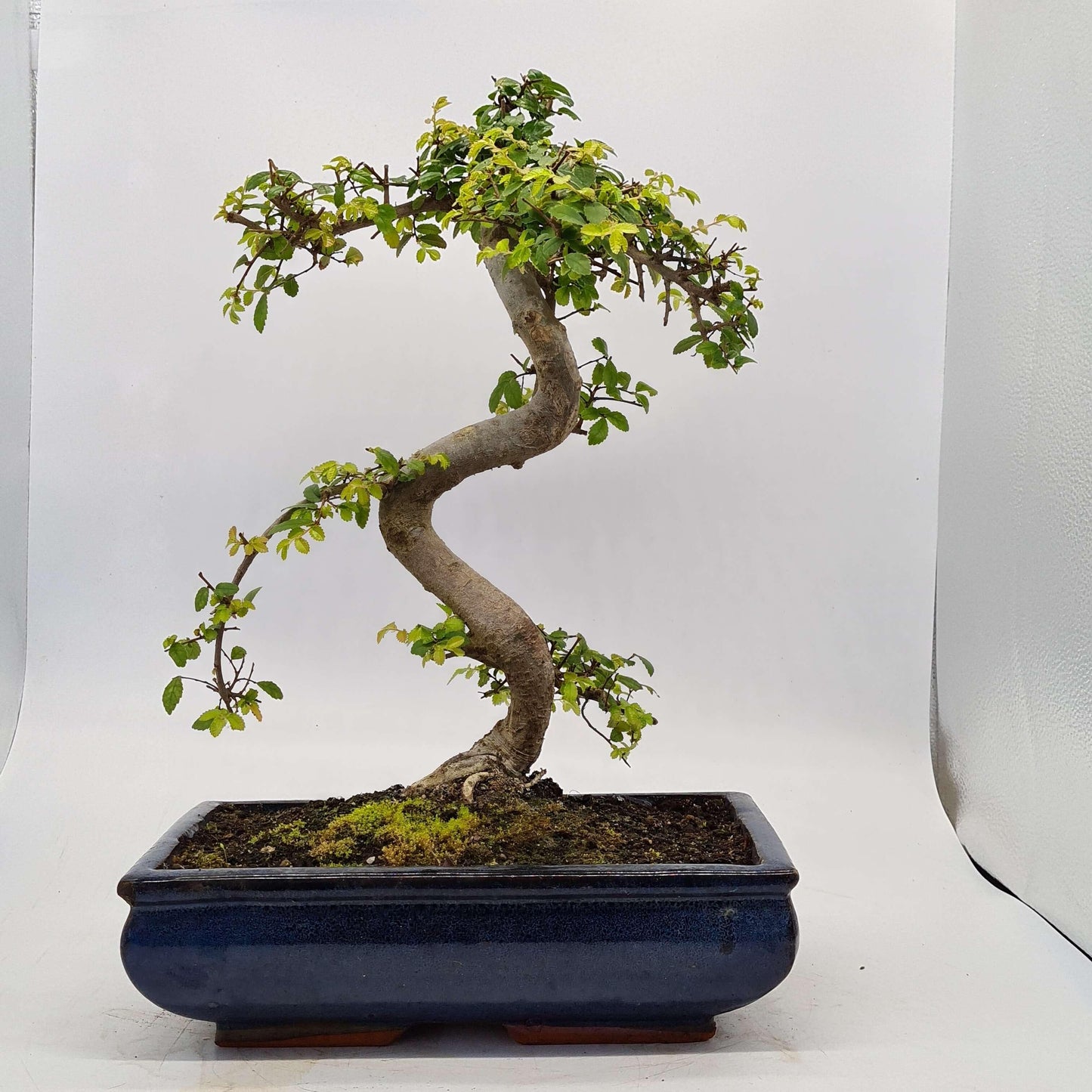 Chinese Elm (Ulmus Parvifolia) Bonsai Tree | Shaped | In 30cm Pot