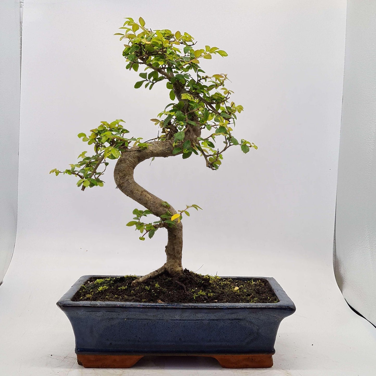 Chinese Elm (Ulmus Parvifolia) Bonsai Tree | Shaped | In 30cm Pot