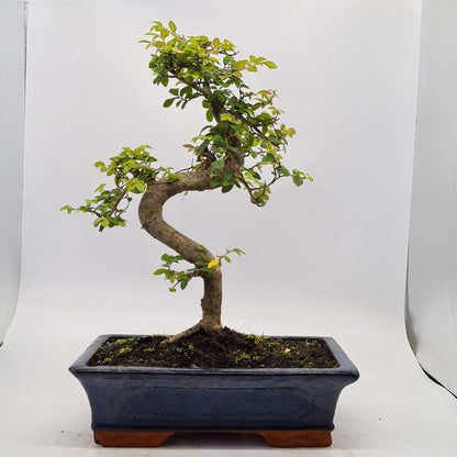 Chinese Elm (Ulmus Parvifolia) Bonsai Tree | Shaped | In 30cm Pot