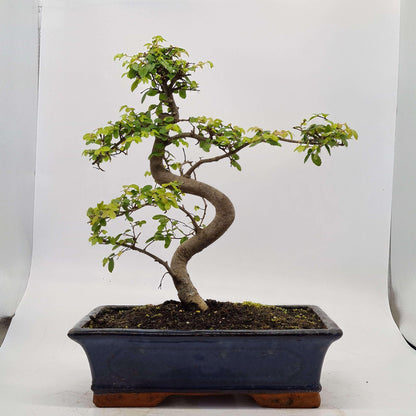 Chinese Elm (Ulmus Parvifolia) Bonsai Tree | Shaped | In 30cm Pot