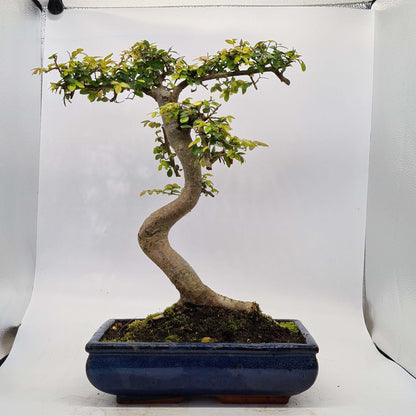 Chinese Elm (Ulmus Parvifolia) Bonsai Tree | Shaped | In 30cm Pot