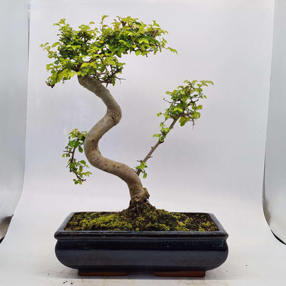 Chinese Elm (Ulmus Parvifolia) Bonsai Tree | Shaped | In 30cm Pot