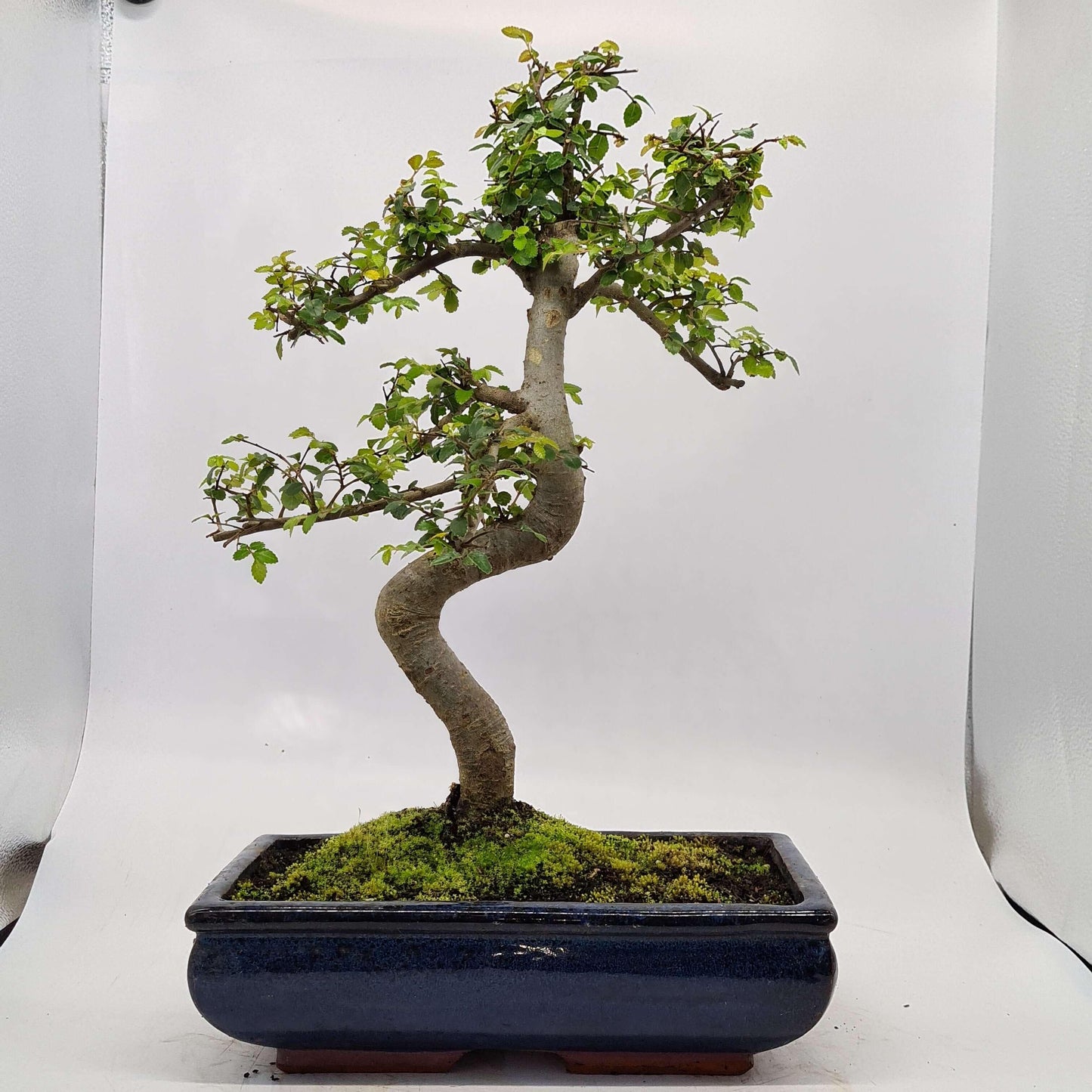 Chinese Elm (Ulmus Parvifolia) Bonsai Tree | Shaped | In 30cm Pot