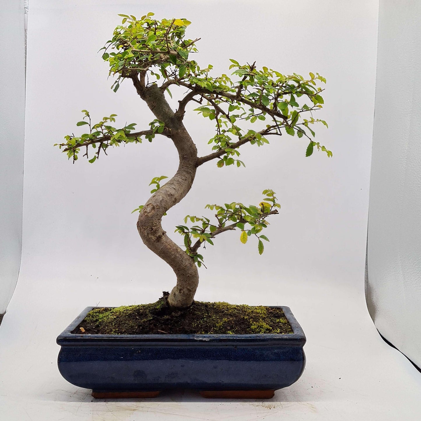 Chinese Elm (Ulmus Parvifolia) Bonsai Tree | Shaped | In 30cm Pot