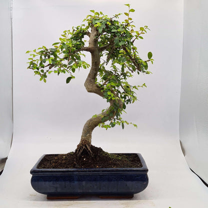 Chinese Elm (Ulmus Parvifolia) Bonsai Tree | Shaped | In 30cm Pot