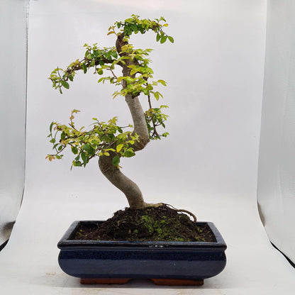 Chinese Elm (Ulmus Parvifolia) Bonsai Tree | Shaped | In 30cm Pot