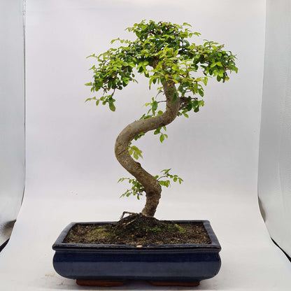 Chinese Elm (Ulmus Parvifolia) Bonsai Tree | Shaped | In 30cm Pot