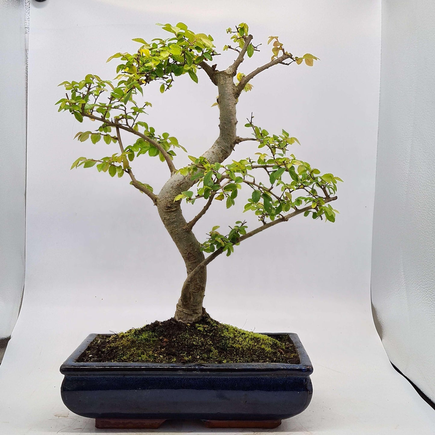 Chinese Elm (Ulmus Parvifolia) Bonsai Tree | Shaped | In 30cm Pot
