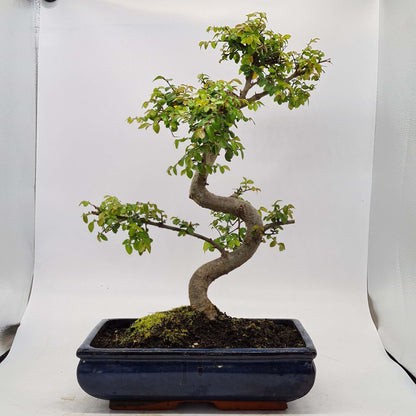Chinese Elm (Ulmus Parvifolia) Bonsai Tree | Shaped | In 30cm Pot