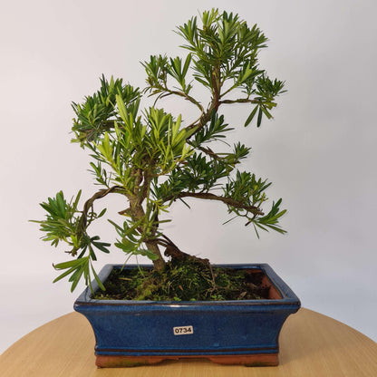 Buddhist Pine (Podocarpus Micro) Bonsai Tree | Shaped | In 25cm Pot