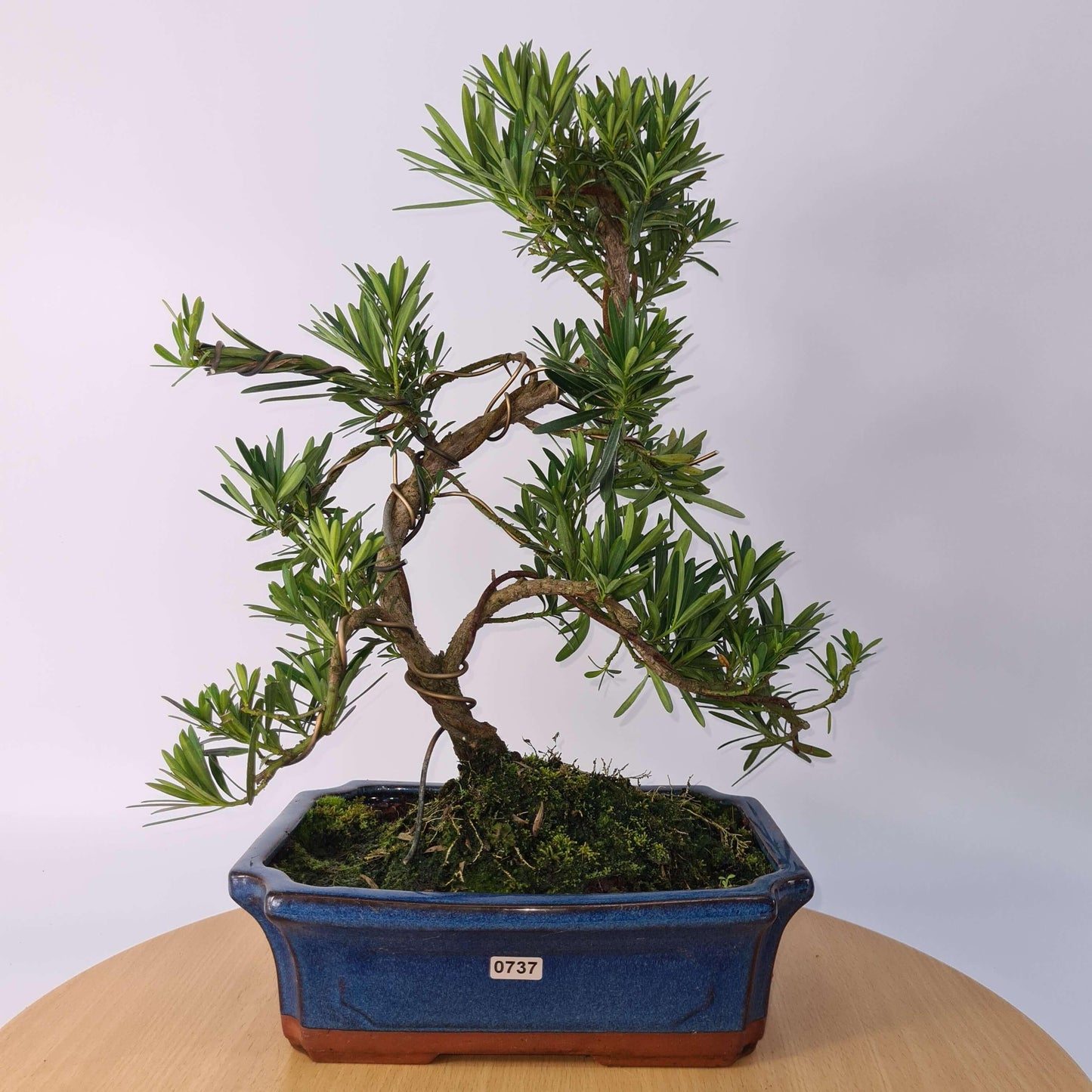 Buddhist Pine (Podocarpus Micro) Bonsai Tree | Shaped | In 30cm Pot