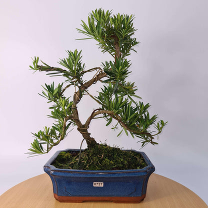 Buddhist Pine (Podocarpus Micro) Bonsai Tree | Shaped | In 30cm Pot
