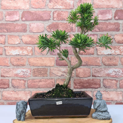 Buddhist Pine (Podocarpus Micro) Bonsai Tree | Shaped | In 25cm Pot