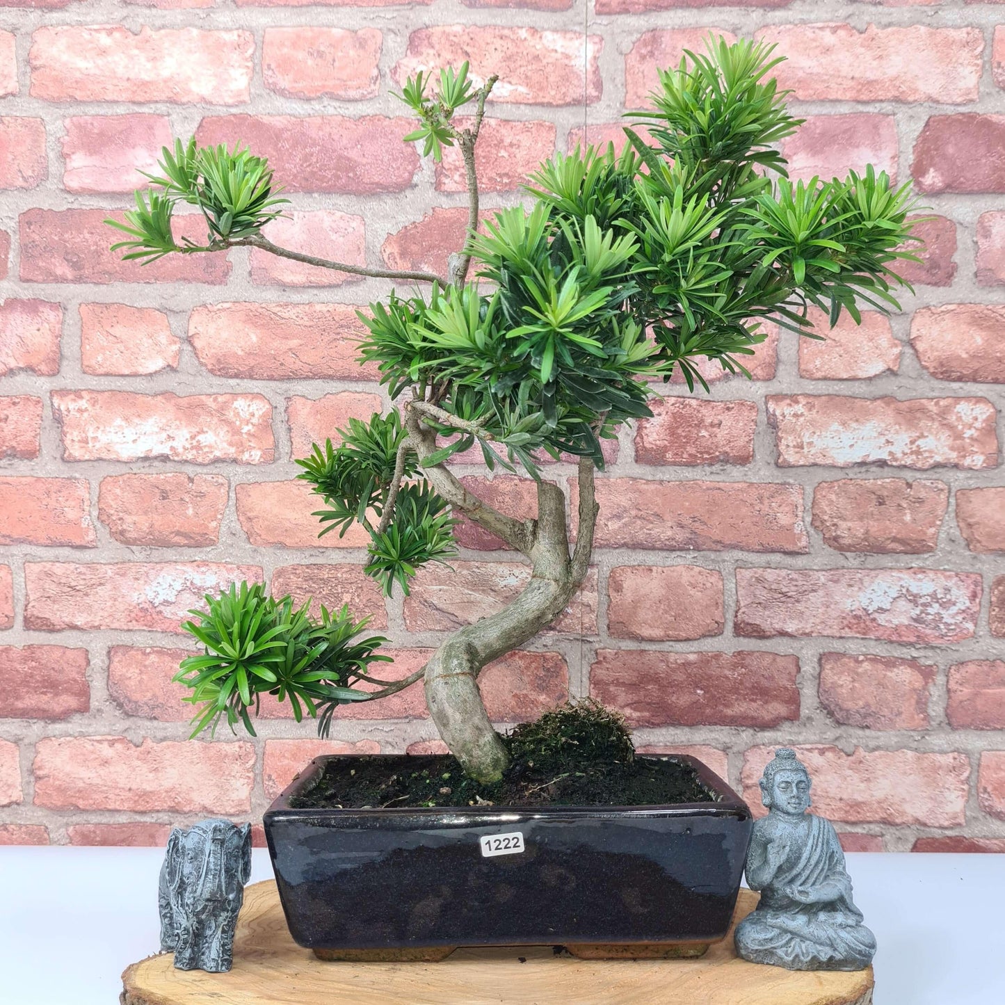 Buddhist Pine (Podocarpus Micro) Bonsai Tree | Shaped | In 25cm Pot