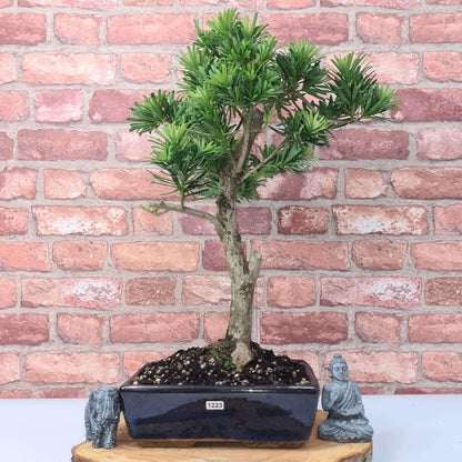 Buddhist Pine (Podocarpus Micro) Bonsai Tree | Shaped | In 30cm Pot