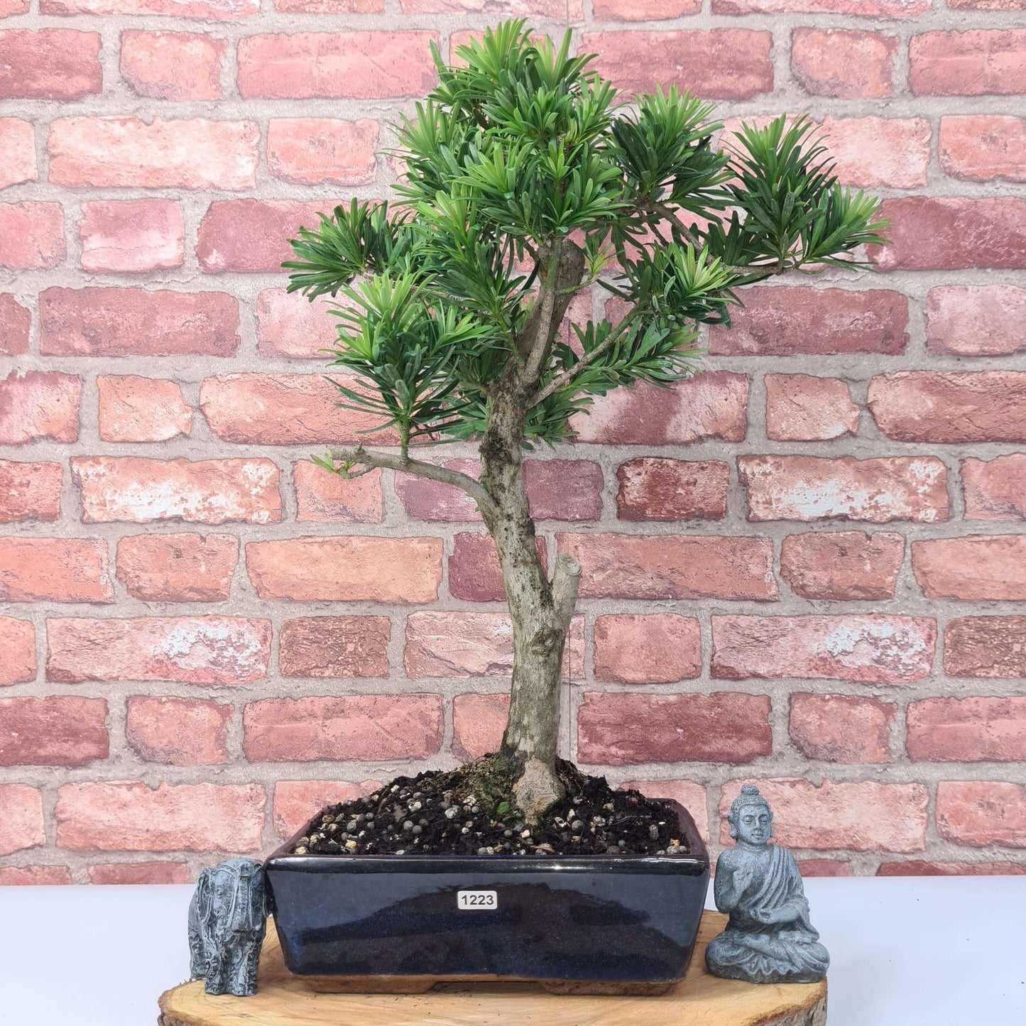 Buddhist Pine (Podocarpus Micro) Bonsai Tree | Shaped | In 25cm Pot