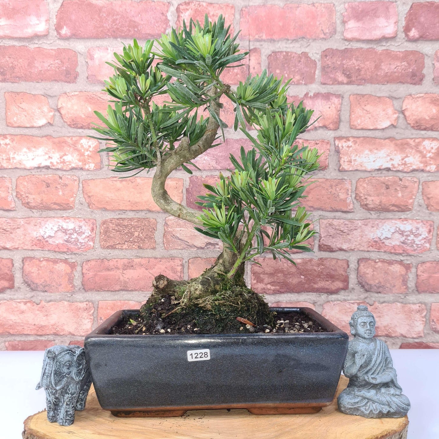 Buddhist Pine (Podocarpus Micro) Bonsai Tree | Shaped | In 25cm Pot