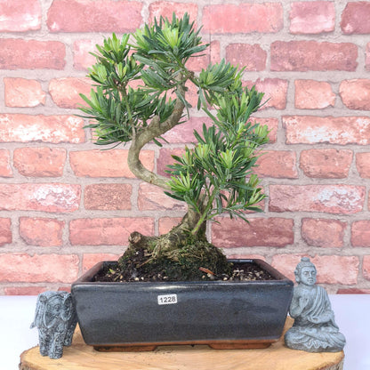 Buddhist Pine (Podocarpus Micro) Bonsai Tree | Shaped | In 25cm Pot