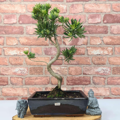 Buddhist Pine (Podocarpus Micro) Bonsai Tree | Shaped | In 25cm Pot