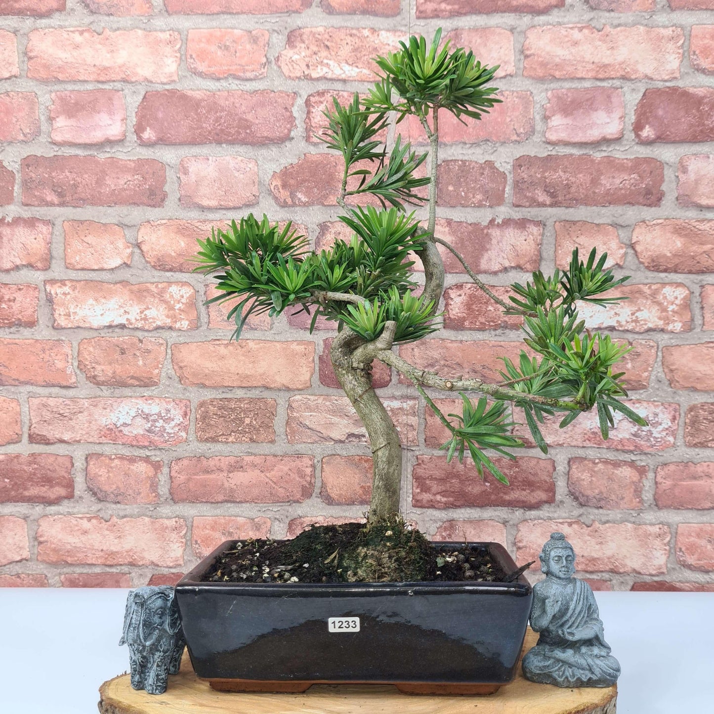 Buddhist Pine (Podocarpus Micro) Bonsai Tree | Shaped | In 25cm Pot
