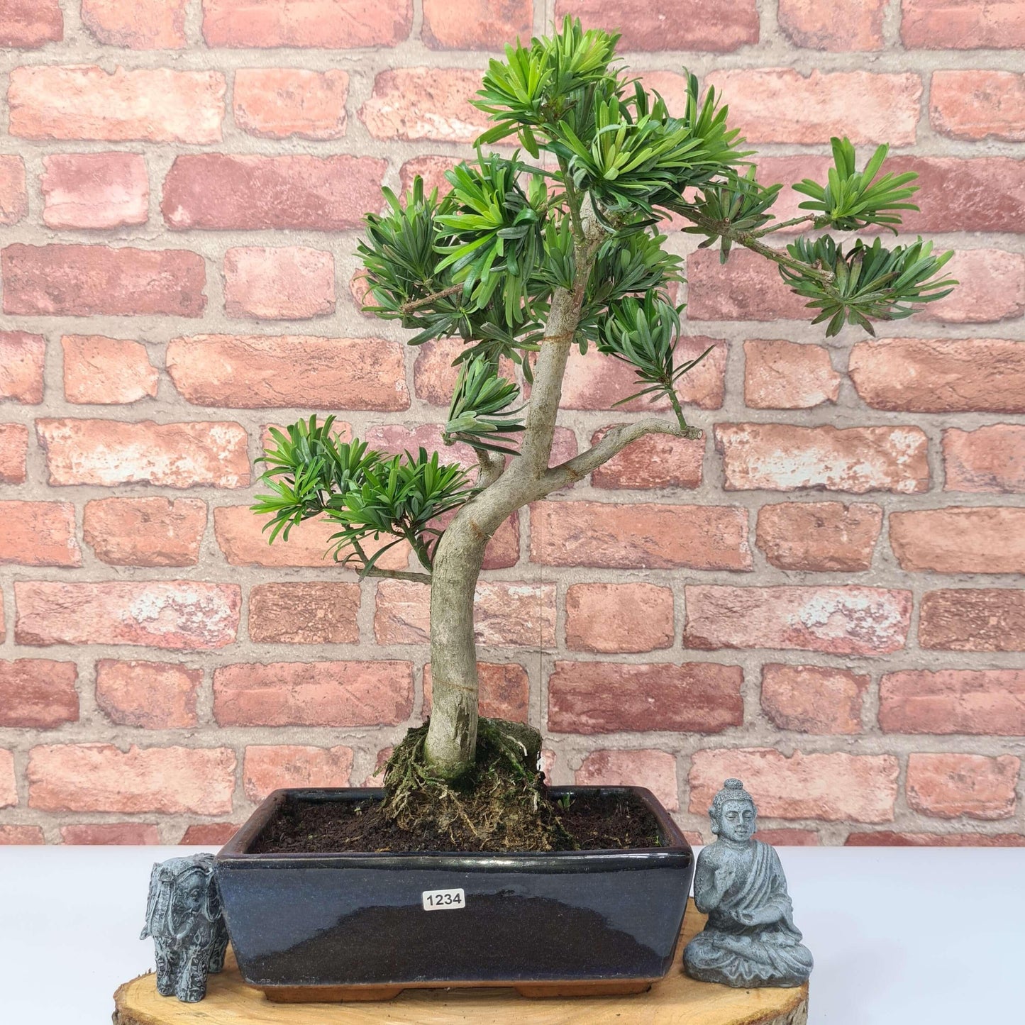 Buddhist Pine (Podocarpus Micro) Bonsai Tree | Shaped | In 25cm Pot