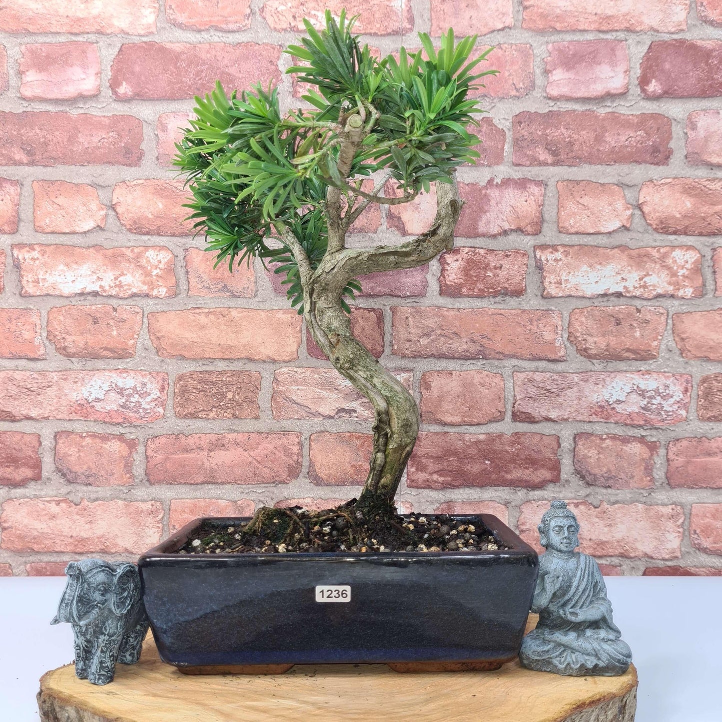 Buddhist Pine (Podocarpus Micro) Bonsai Tree | Shaped | In 25cm Pot