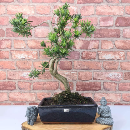 Buddhist Pine (Podocarpus Micro) Bonsai Tree | Shaped | In 25cm Pot