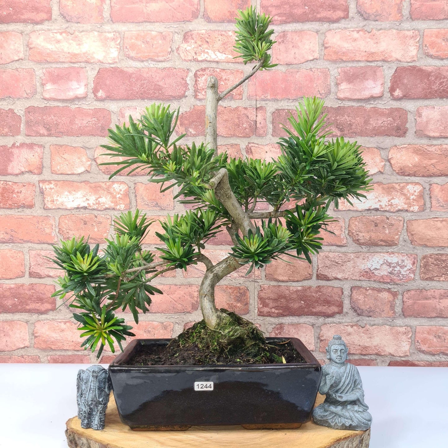 Buddhist Pine (Podocarpus Micro) Bonsai Tree | Shaped | In 25cm Pot