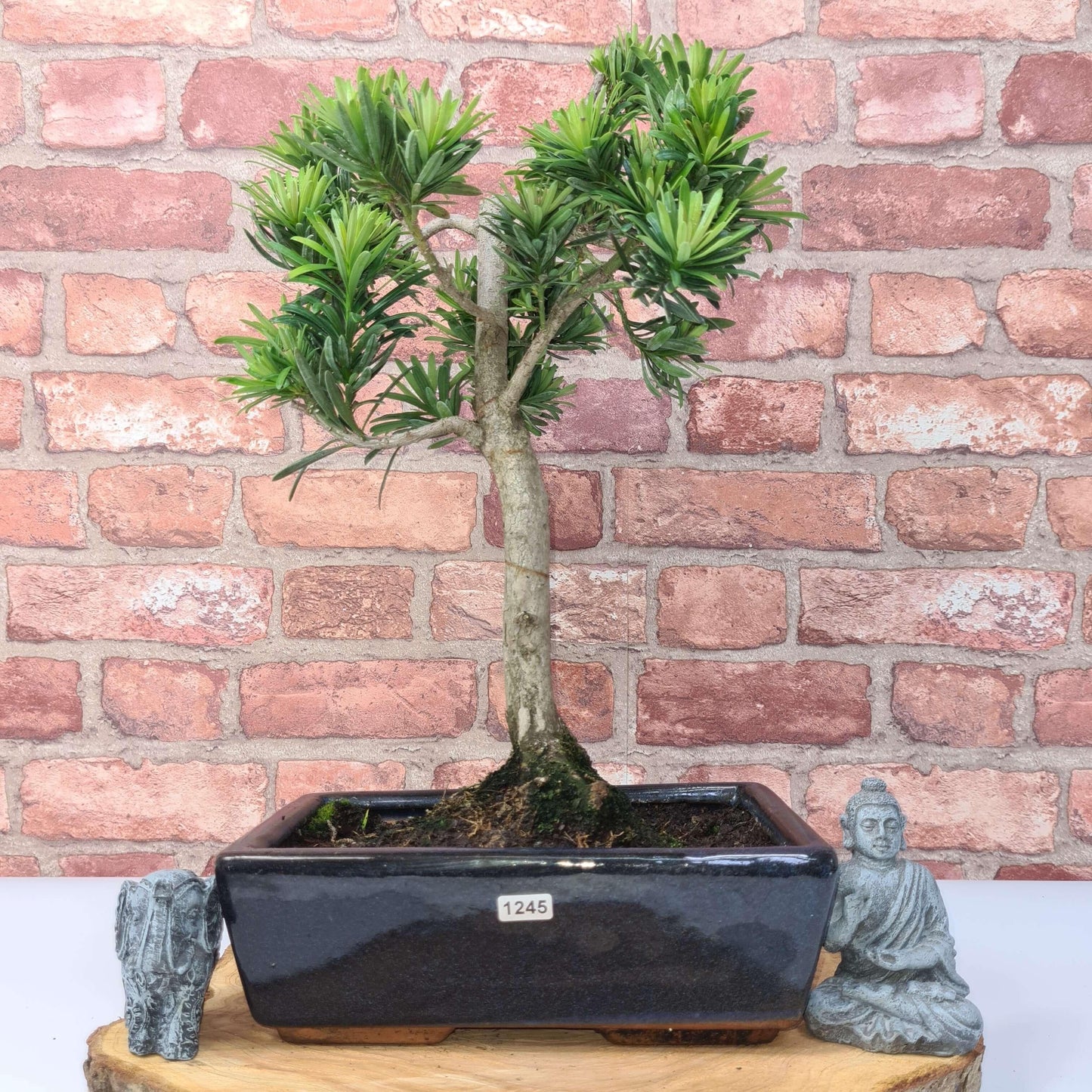 Buddhist Pine (Podocarpus Micro) Bonsai Tree | Shaped | In 25cm Pot