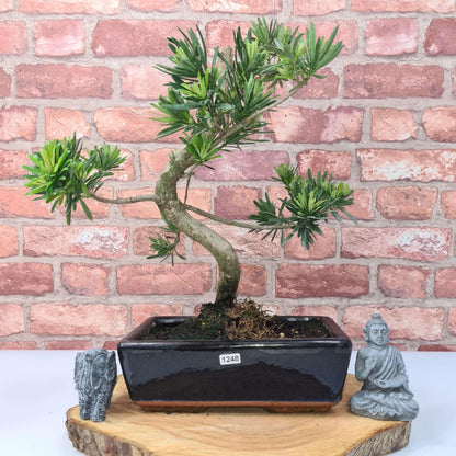 Buddhist Pine (Podocarpus Micro) Bonsai Tree | Shaped | In 25cm Pot