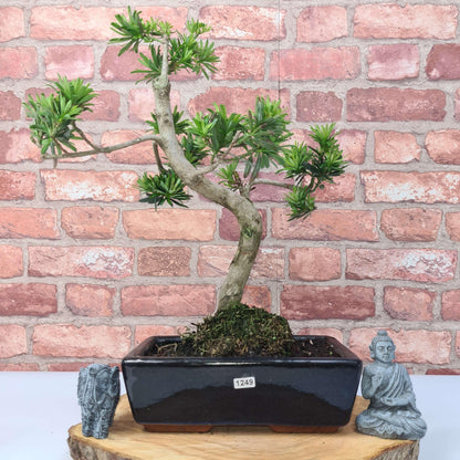 Buddhist Pine (Podocarpus Micro) Bonsai Tree | Shaped | In 25cm Pot