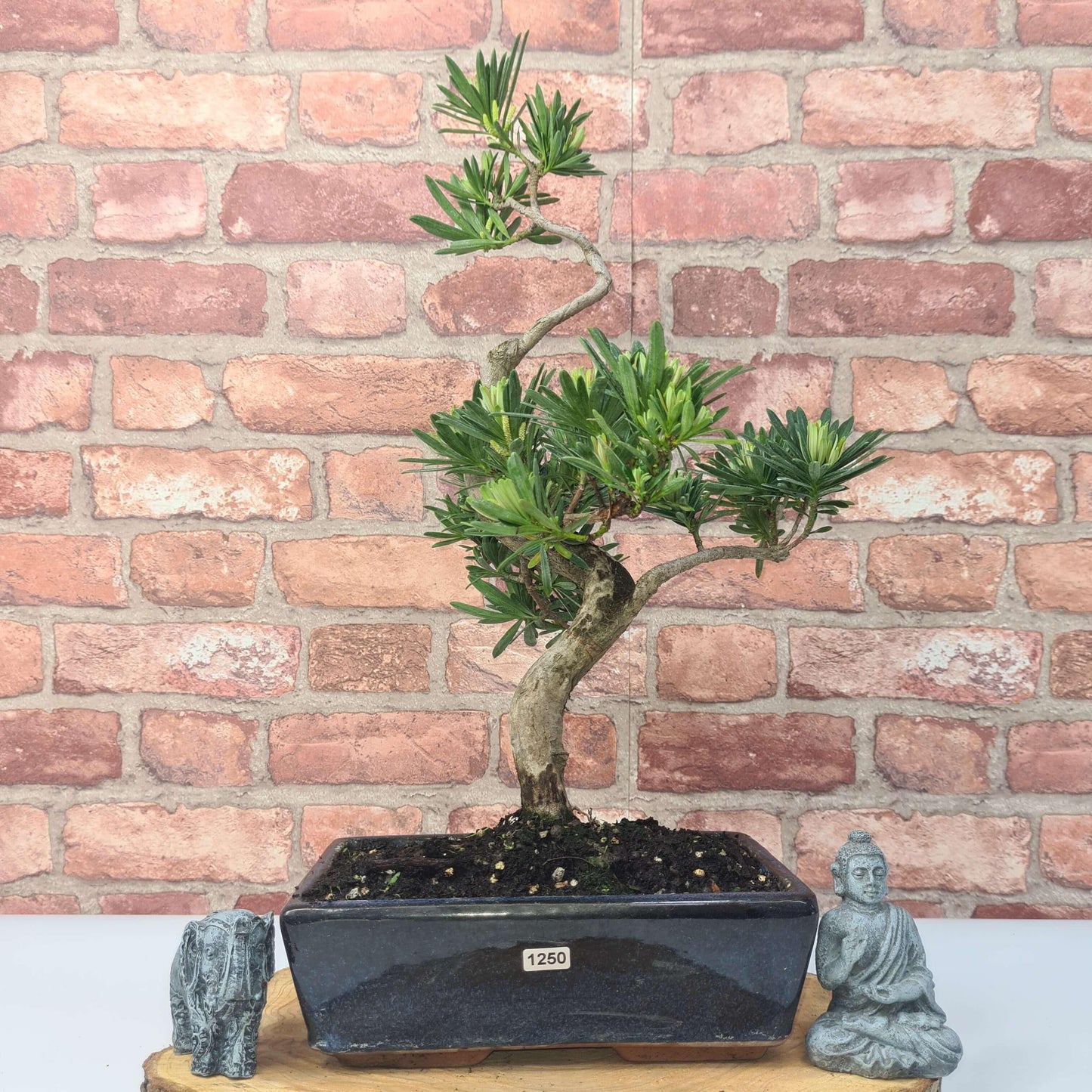 Buddhist Pine (Podocarpus Micro) Bonsai Tree | Shaped | In 25cm Pot