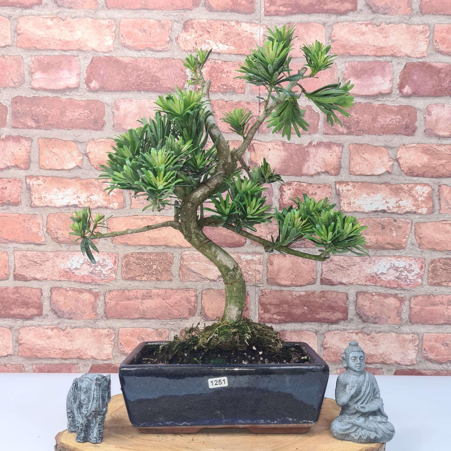 Buddhist Pine (Podocarpus Micro) Bonsai Tree | Shaped | In 30cm Pot