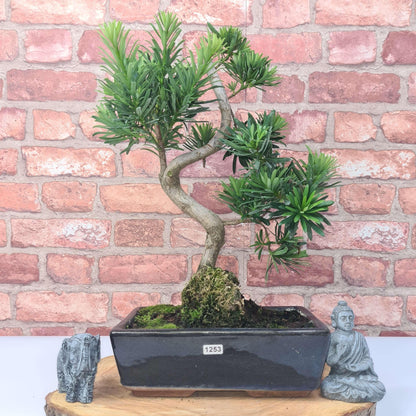 Buddhist Pine (Podocarpus Micro) Bonsai Tree | Shaped | In 25cm Pot