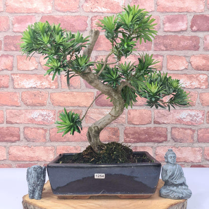 Buddhist Pine (Podocarpus Micro) Bonsai Tree | Shaped | In 25cm Pot