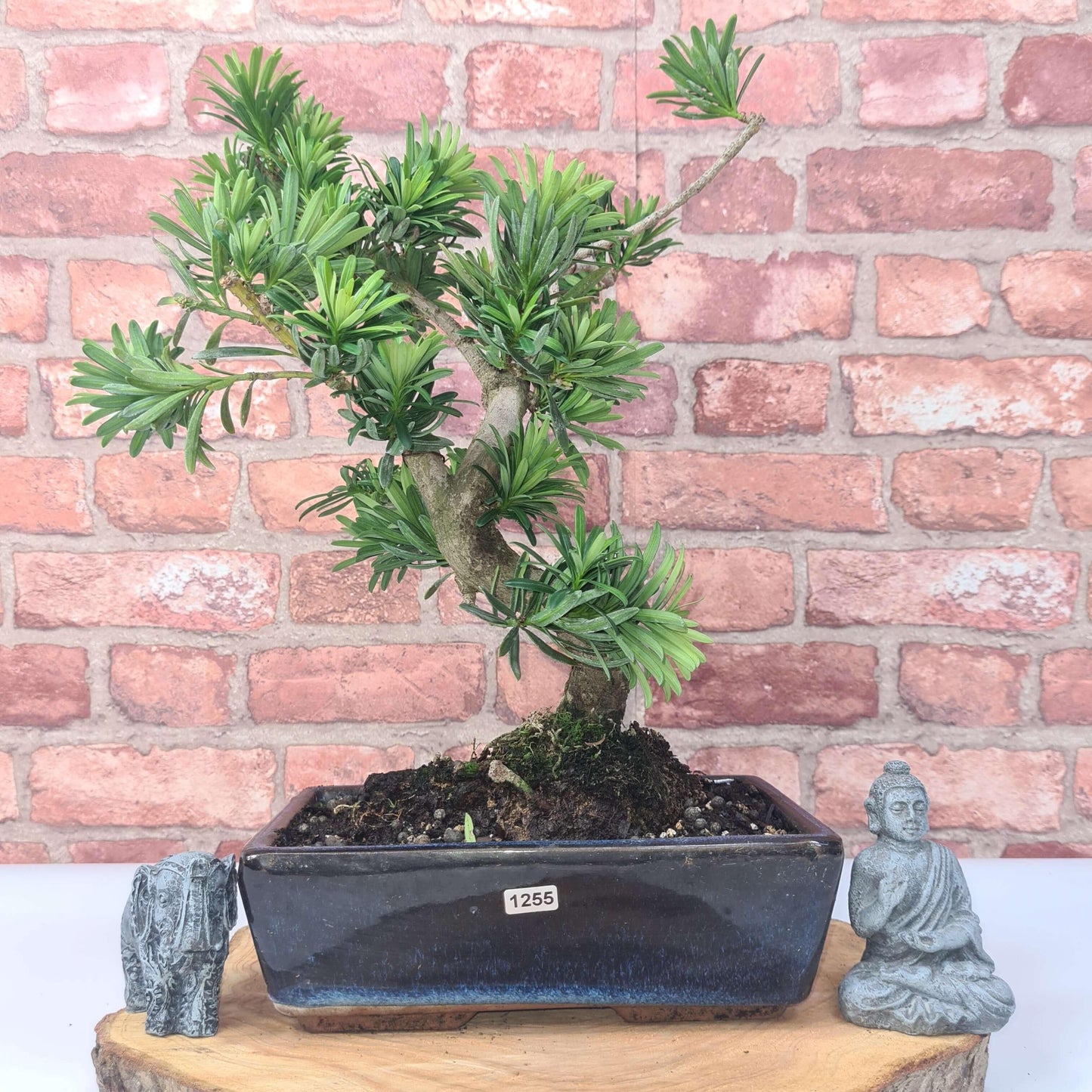 Buddhist Pine (Podocarpus Micro) Bonsai Tree | Shaped | In 30cm Pot