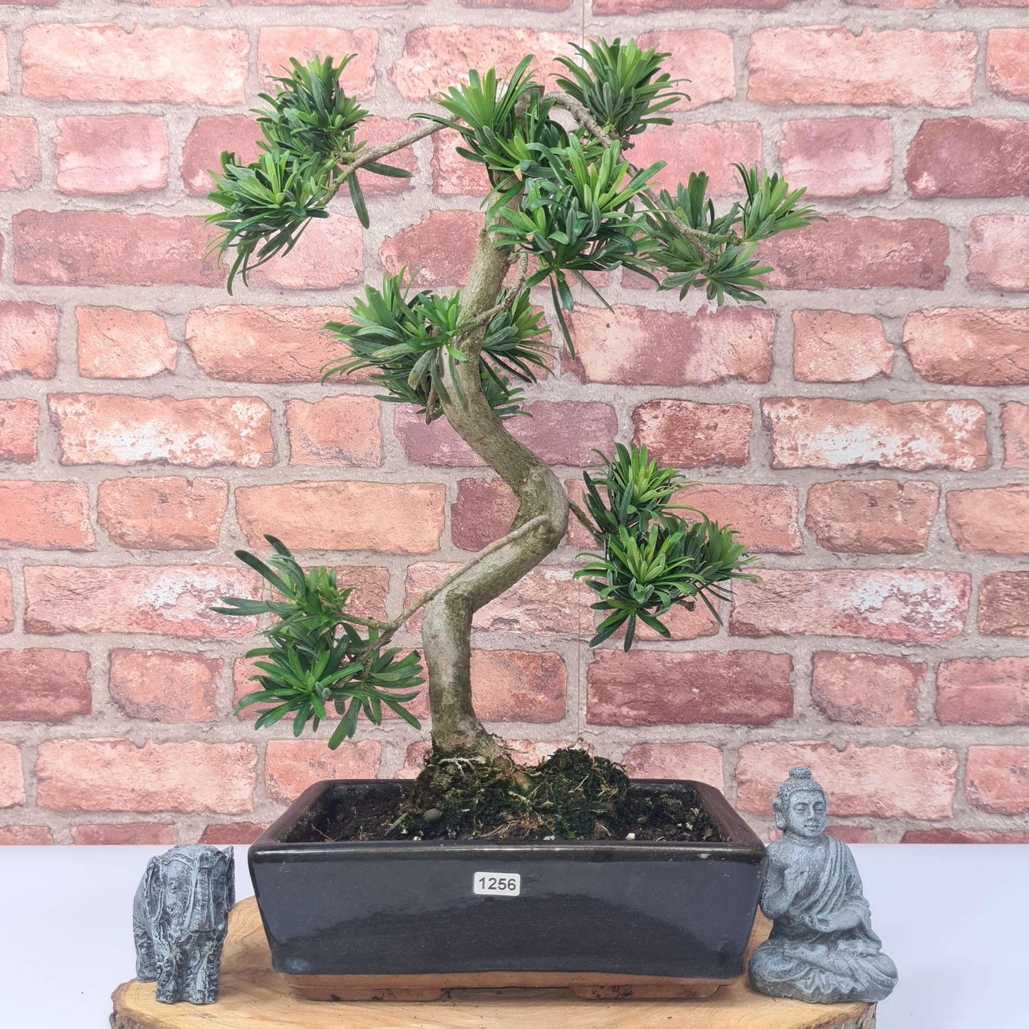 Buddhist Pine (Podocarpus Micro) Bonsai Tree | Shaped | In 30cm Pot