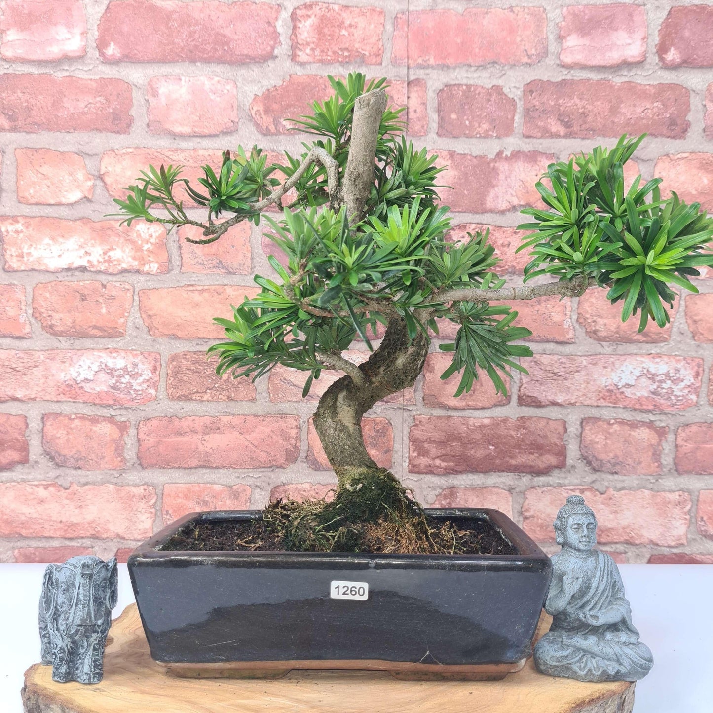 Buddhist Pine (Podocarpus Micro) Bonsai Tree | Shaped | In 30cm Pot