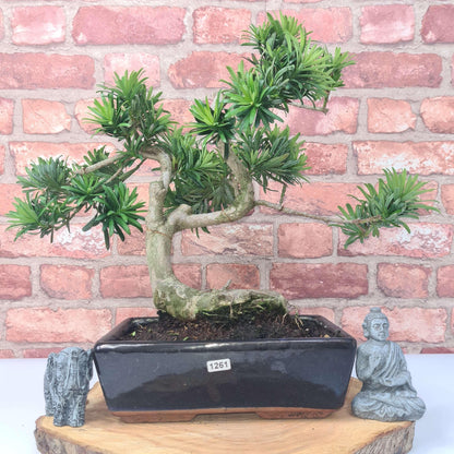 Buddhist Pine (Podocarpus Micro) Bonsai Tree | Shaped | In 25cm Pot