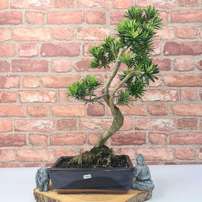 Buddhist Pine (Podocarpus Micro) Bonsai Tree | Shaped | In 25cm Pot