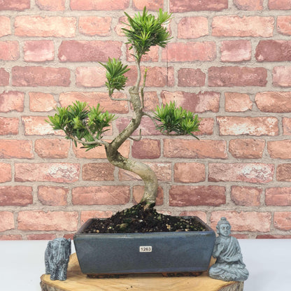 Buddhist Pine (Podocarpus Micro) Bonsai Tree | Shaped | In 25cm Pot