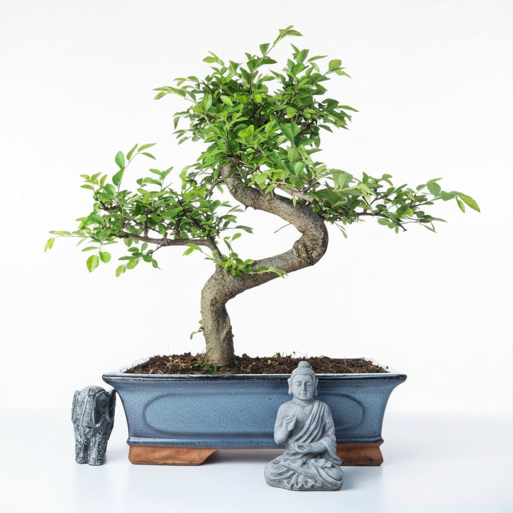 Chinese Elm (Ulmus Parvifolia) Bonsai Tree | Shaped | In 30cm Pot  Bonsai Tree BlissVeranda