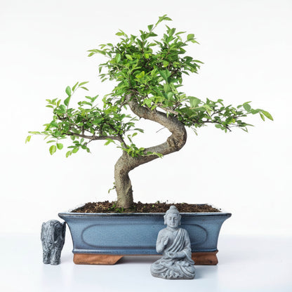 Chinese Elm (Ulmus Parvifolia) Bonsai Tree | Shaped | In 30cm Pot  Bonsai Tree BlissVeranda