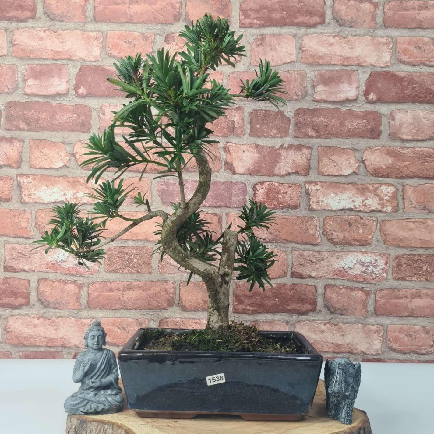 Buddhist Pine (Podocarpus Micro) Bonsai Tree | Shaped | In 25cm Pot