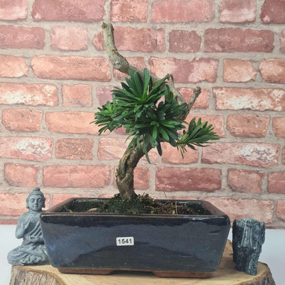 Buddhist Pine (Podocarpus Micro) Bonsai Tree | Shaped | In 25cm Pot