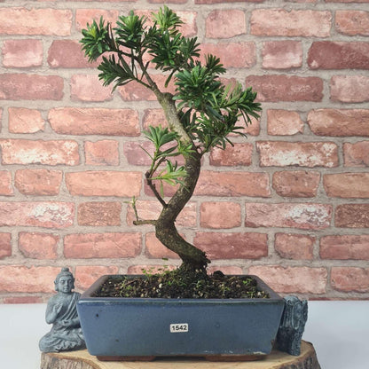 Buddhist Pine (Podocarpus Micro) Bonsai Tree | Shaped | In 25cm Pot
