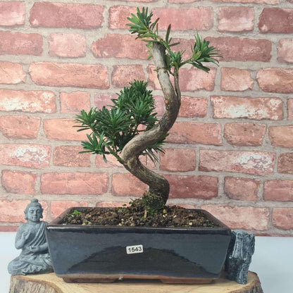 Buddhist Pine (Podocarpus Micro) Bonsai Tree | Shaped | In 25cm Pot