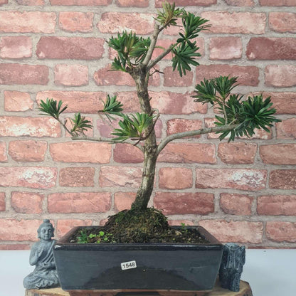 Buddhist Pine (Podocarpus Micro) Bonsai Tree | Shaped | In 25cm Pot