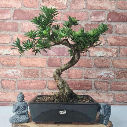 Buddhist Pine (Podocarpus Micro) Bonsai Tree | Shaped | In 25cm Pot