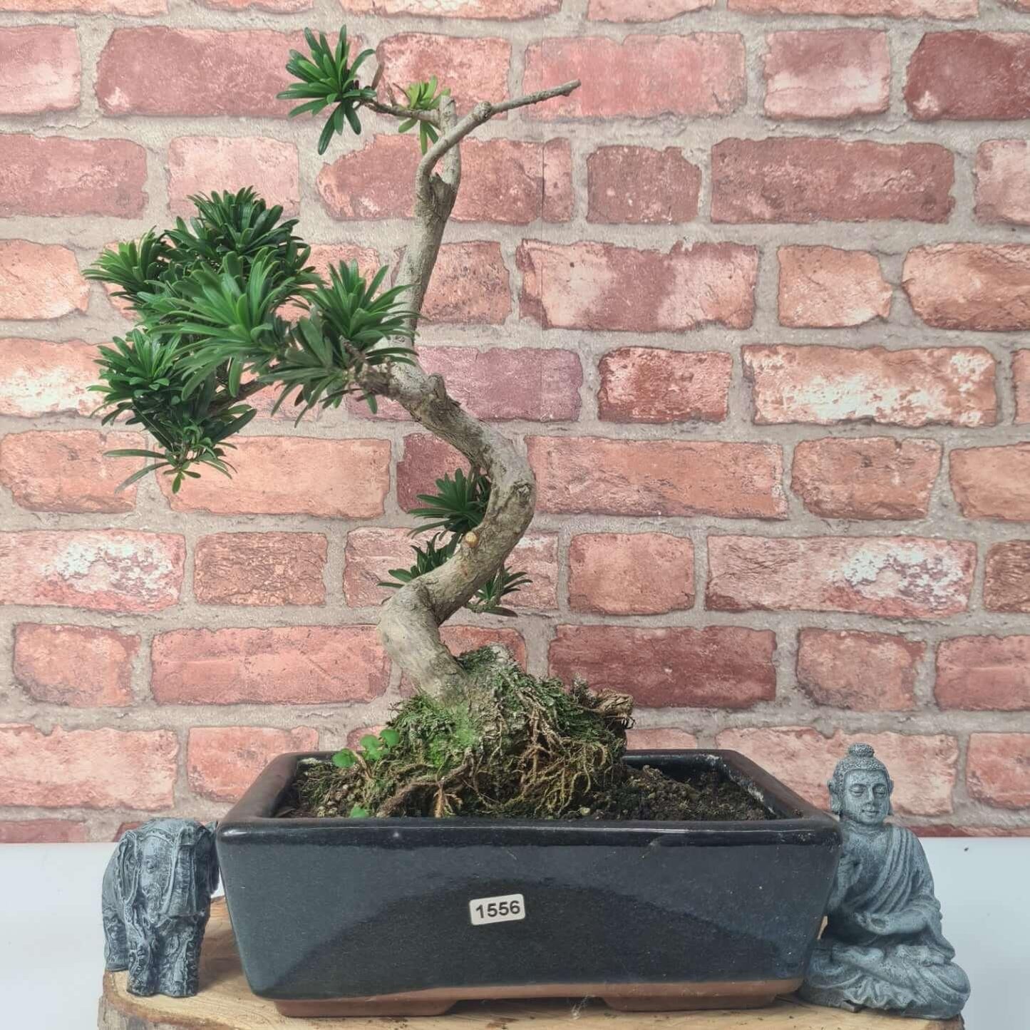 Buddhist Pine (Podocarpus Micro) Bonsai Tree | Shaped | In 25cm Pot